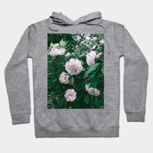 SEARCH FOR CHARMING ROSES Hoodie